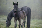 Paint Horses