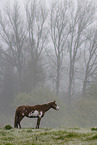 Paint Horse