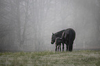 Paint Horses