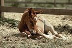 Paint Horse