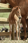 Paint Horse