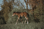 Paint Horse