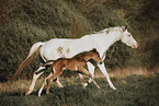Paint Horses