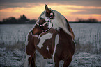 Paint Horse