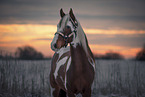 Paint Horse