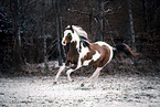 Paint Horse