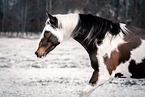 Paint Horse