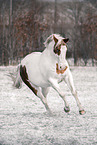 Paint Horse