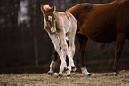Paint Horses