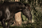 Paint Horse