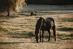 Paint Horses