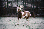 Paint Horse