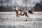 Paint Horse