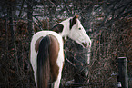 Paint Horse