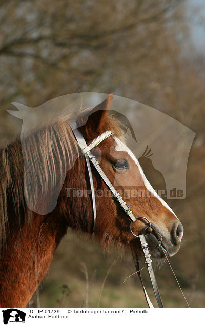 Arabisches Partbred / IP-01739