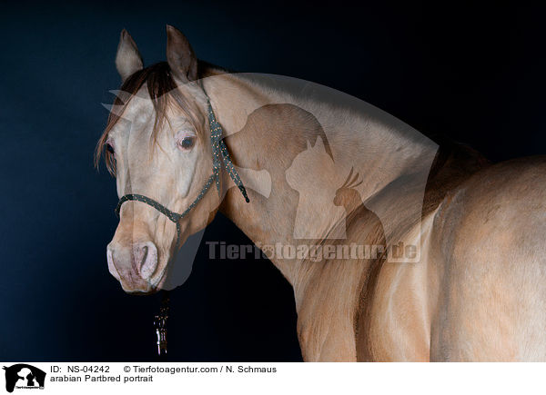 Partbred-Araber Portrait / arabian Partbred portrait / NS-04242