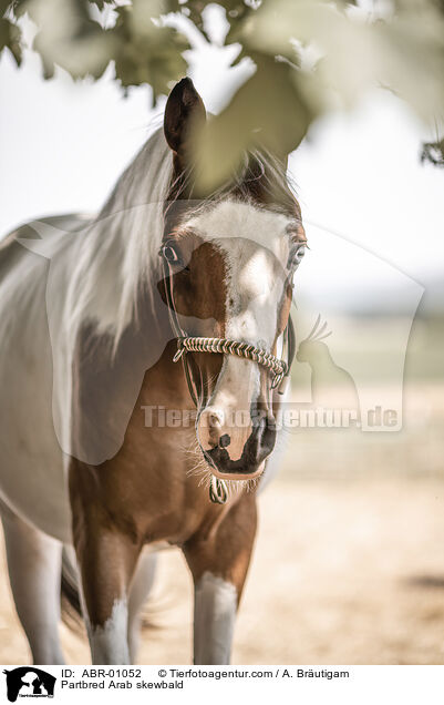 Partbred Arab skewbald / ABR-01052