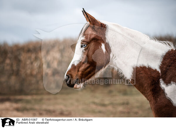 Partbred Arab skewbald / ABR-01087