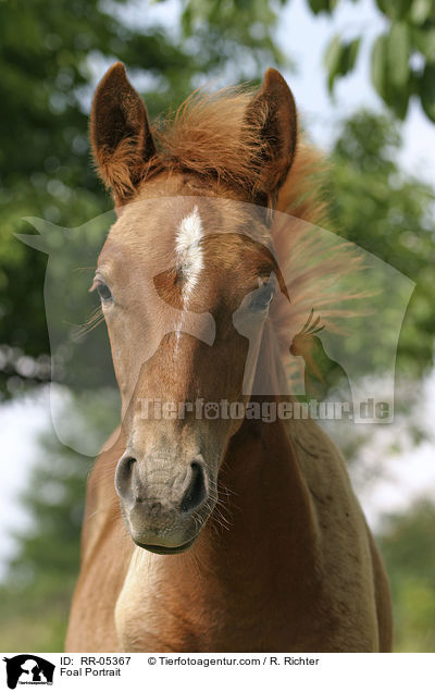 Paso Fino Hengstfohlen 