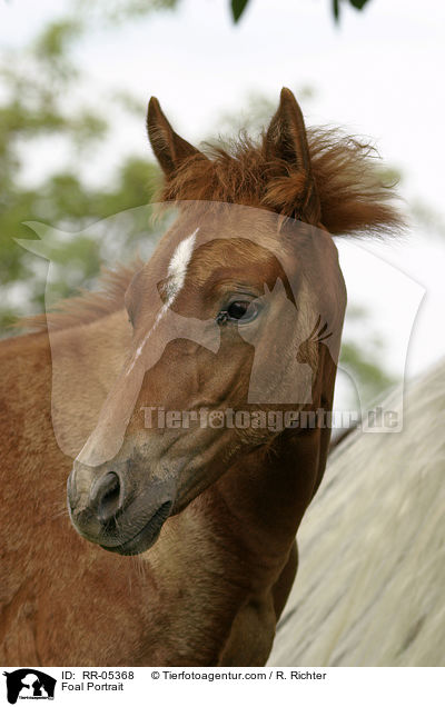 Paso Fino Hengstfohlen 
