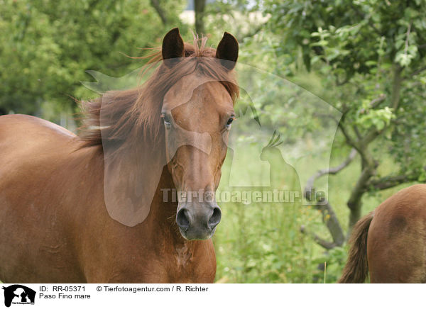 Paso Fino mare / RR-05371