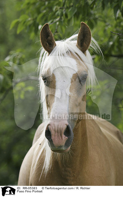 Paso Fino Portrait / Paso Fino Portrait / RR-05383
