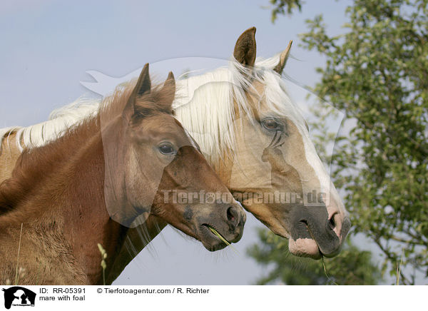Stute mit Fohlen / mare with foal / RR-05391