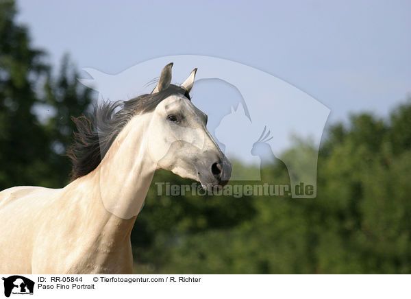Paso Fino Portrait / Paso Fino Portrait / RR-05844