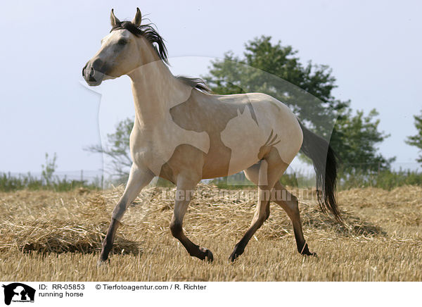 Paso Fino in Bewegung / running horse / RR-05853