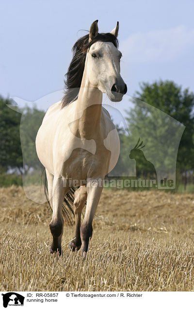 running horse / RR-05857