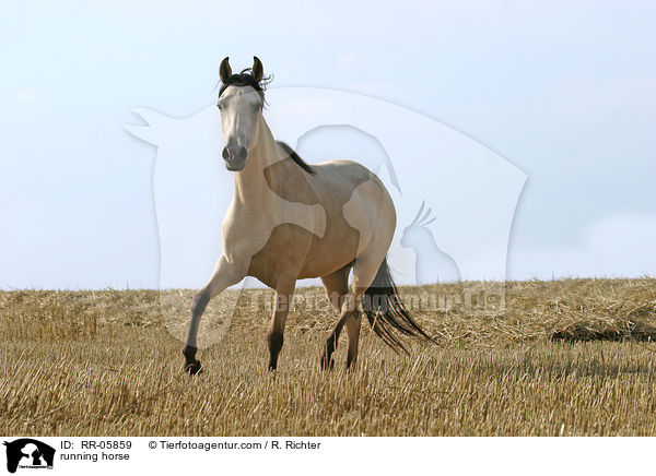 running horse / RR-05859