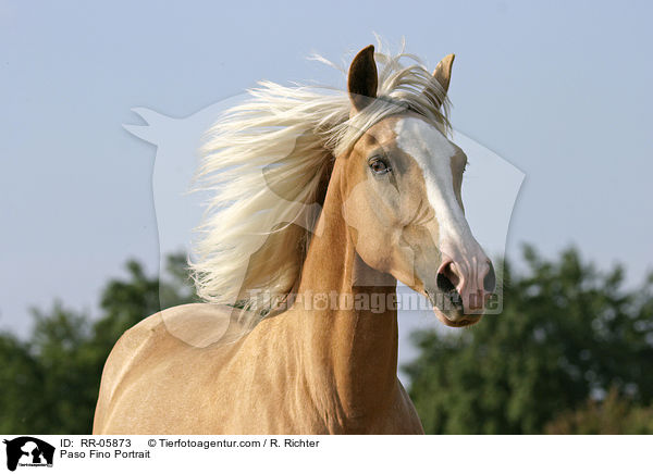 Paso Fino Portrait / Paso Fino Portrait / RR-05873