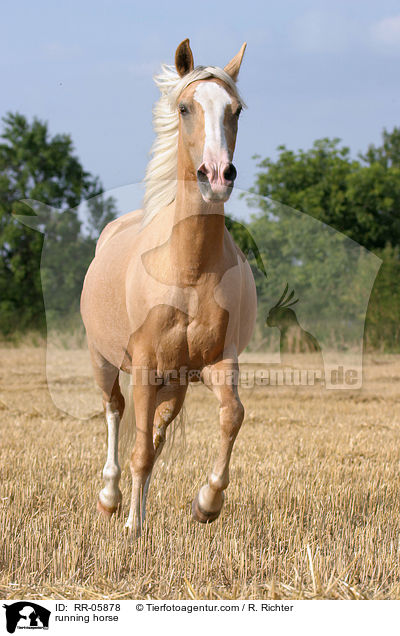 running horse / RR-05878