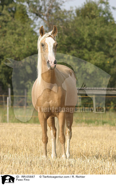 Paso Fino / Paso Fino / RR-05887