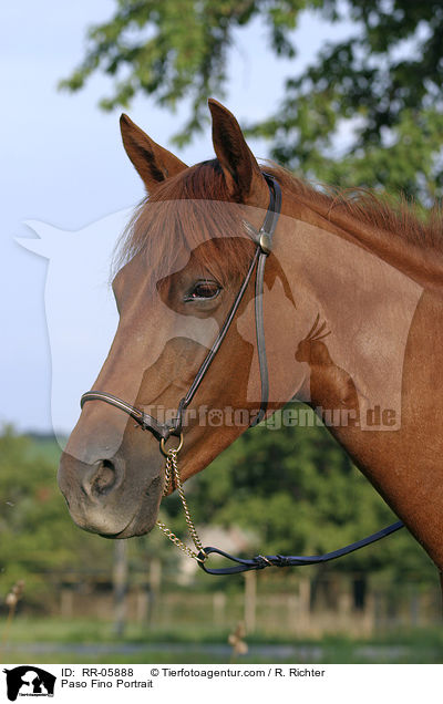 Paso Fino Portrait / Paso Fino Portrait / RR-05888