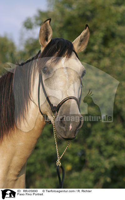 Paso Fino Portrait / Paso Fino Portrait / RR-05890
