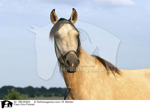 Paso Fino Portrait / RR-05900