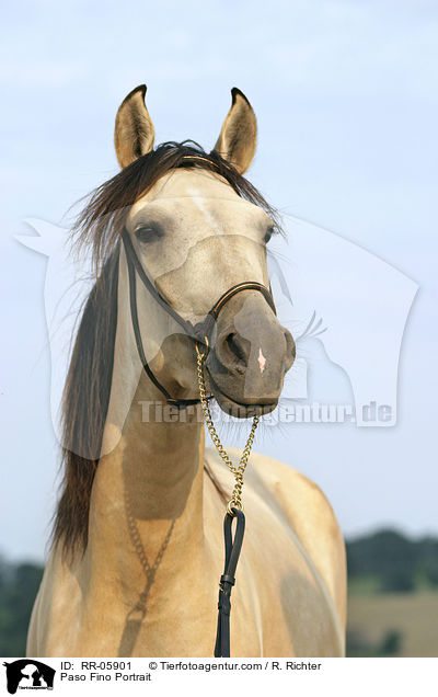 Paso Fino Portrait / RR-05901