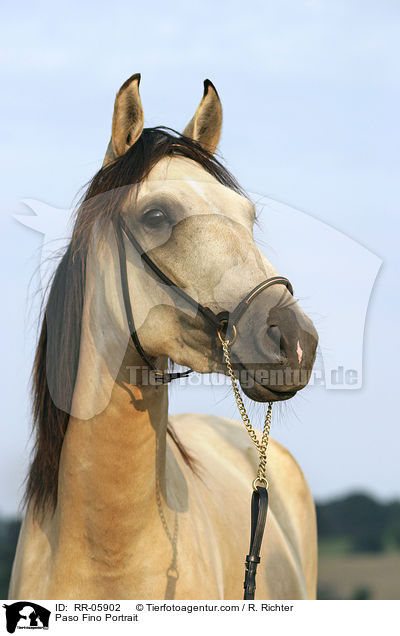 Paso Fino Portrait / RR-05902