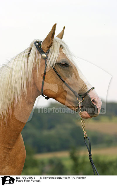 Paso Fino Portrait / RR-05906