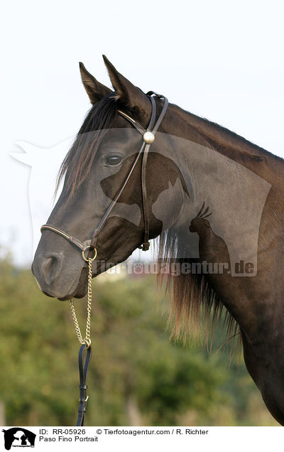 Paso Fino Portrait / RR-05926