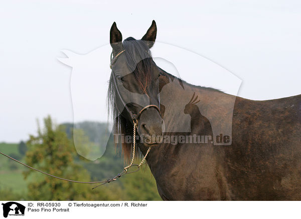 Paso Fino Portrait / Paso Fino Portrait / RR-05930
