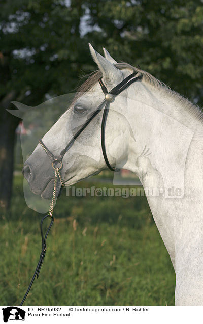 Paso Fino Portrait / RR-05932