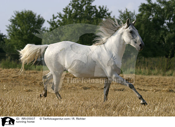 running horse / RR-05937