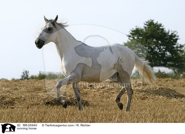 Paso Fino in Aktion / running horse / RR-05940