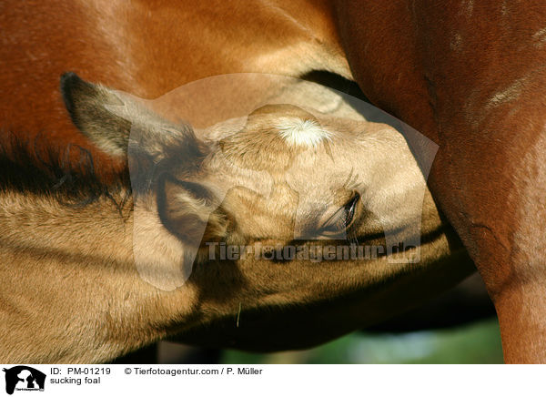 sucking foal / PM-01219