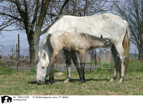 Fohlen trinkt bei Mutterstute / sucking foal / PM-01229