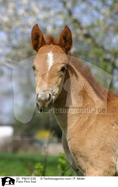 Paso Fino Fohlen / Paso Fino foal / PM-01236