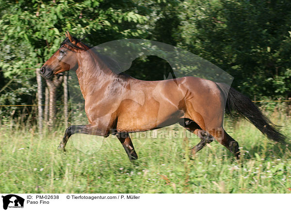 Paso Fino / PM-02638