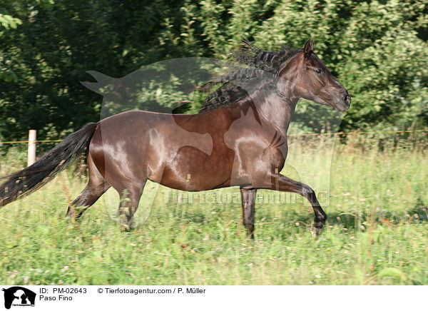 Paso Fino / PM-02643